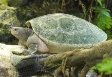 Bukan Bunglon, Kura-Kura Ini Bisa Mengubah Warna Kepalanya Sendiri