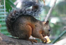 Ancaman di Balik Keindahan Variegated Squirrel, Tupai Pembunuh Manusia