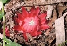 Keajaiban Flora Afrika: Bunga Api Tanah yang Meletup di Hutan Tropis