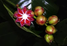 Fakta Menarik Simpoh Air: Tanaman Tropis dengan Buah Unik Berbentuk Bintang