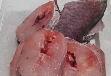 Benarkah Ikan Gabus Dapat Membantu Mempercepat Penyembuhan Luka Pasca Operasi?