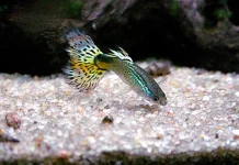 Jangan Lakukan Ini! Kesalahan Sepele yang Bikin Ikan Guppy Mati Mendadak