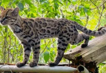 Penemuan Tilcayo, Spesies Kucing Liar Baru yang Mengguncang Dunia Sains