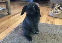 Mengenal Kelinci Holland Lop, Ras Kerdil Menggemaskan yang Lincah Melompat