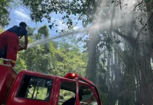 Satgas Damkar Bengkulu Selatan Padamkan Api di Pohon Beringin
