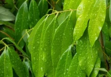 Manfaat dan Cara Pengolahan Daun Salam Menjadi Minuman Sehat