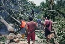 TRC BPBD Bengkulu Selatan Evakuasi Pohon Karet Tumbang di Desa Karang Cahyo