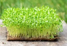 Peluang Usaha Budidaya Microgreens Rumahan yang Menjanjikan