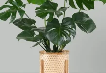 Kiat Merawat Tanaman Hias Monstera Bagi Pemula di Rumah