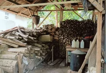 Kayu Bakar Masih Jadi Pilihan Warga Desa untuk Hemat Penggunaan Gas