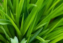 Olah Daun Pandan Jadi Teh Herbal Penenang dan Penguat Tidur