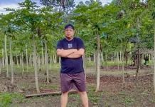 Petani Pepaya California Keluhkan Biaya Perawatan akibat Kemarau