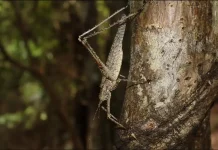 Spiny Rainforest Katydid, Serangga Berduri Penyamar Handal Hutan Hujan