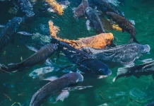 Penggunaan Bioflok pada Budidaya Ikan Nila