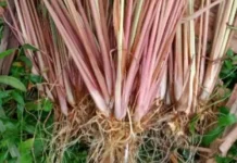 Ekstraksi Minyak Atsiri Dari Serai Wangi