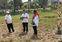 Hujan Mulai Turun Petani Belum Berani Garap Sawah