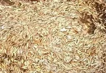 Pemanfaatan Abu Sekam Padi untuk Briket