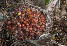 Pengolahan Limbah Cair Kelapa Sawit Menjadi Biogas
