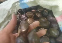 Masyarakat Kaur Keluhkan Harga Jengkol Murah