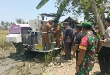 Danramil Manna Hadiri Panen Padi Bersama di Seginim