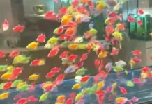Mengenal Macam-Macam Jenis Ikan Hias yang Mudah Dibudidayakan