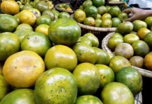 Tips Memilih Jeruk Berkualitas