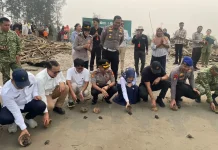 HIPMI Peduli Lepas Penyu dan Tanam Mangrove, Dorong Generasi Muda Jaga Pesisir