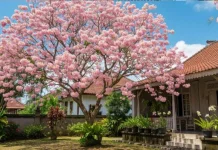 Sering Dikira Sakura Jepang, Ini Asal-usul Tabebuya yang Viral di Kalimantan Timur