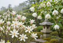 Pesona Flora: 5 Jenis Tanaman Magnolia yang Wangi dan Memikat