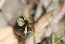 Keunikan Dainty Bird Orchid, Anggrek Mungil Pemikat Tawon Asal Australia
