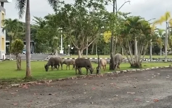 Lima Sapi Perusak Kebun Jagung Diamankan Warga”