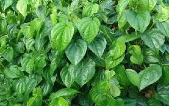 Intip Manfaat Daun Sirih Bagi Kesehatan