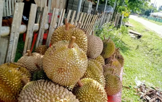 Cara Tradisional Kurangi Bau dan Kembung setelah Makan Durian