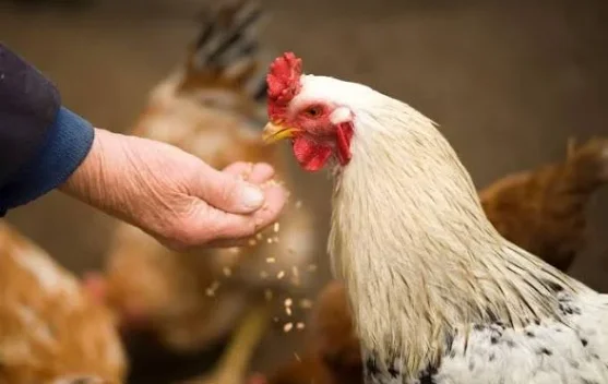 Rekomendasi Pakan Ayam yang Sehat