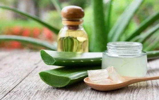 Manfaat Lidah Buaya Bagi Kesehatan