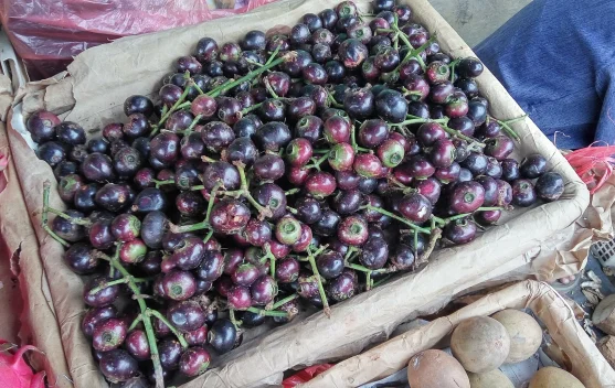 Menjelajah Potensi Kesehatan Buah Kupa, Si Ungu Langka Kaya Manfaat