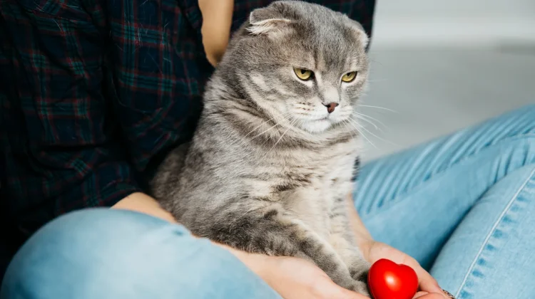 Hewan Peliharaan Jadi Teman Redakan Stres Sehari-hari