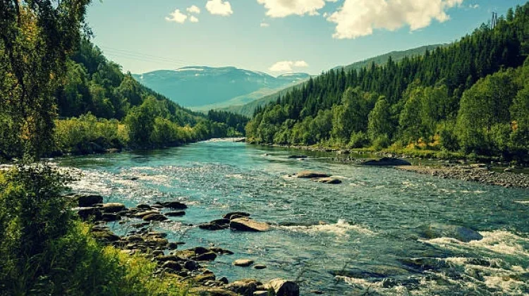 Terobosan Besar, Norwegia Capai Deforestasi Hampir Nol