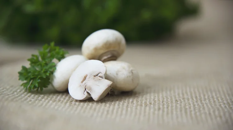 Cara Membersihkan dan Mengolah Jamur Champignon agar Tetap Lezat dan Bernutrisi