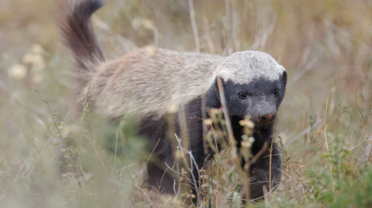 Tak Takut Singa dan Cobra, Siapa Sebenarnya Honey Badger?