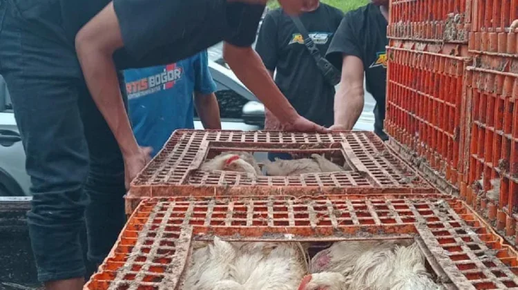 Truk Fuso Terguling di Cibinong, Ratusan Ayam Berhamburan ke Jalan Raya
