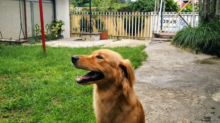 Sumatera Utara Pimpin Populasi Anjing Terbanyak di Indonesia