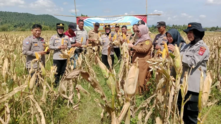 Polsek Kemang Bogor Panen Jagung Hibrida
