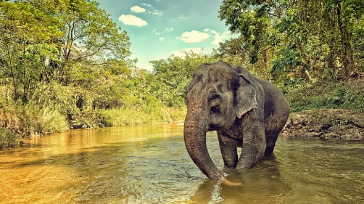 Komitmen Besar Indonesia Lindungi Habitat Gajah Sumatra