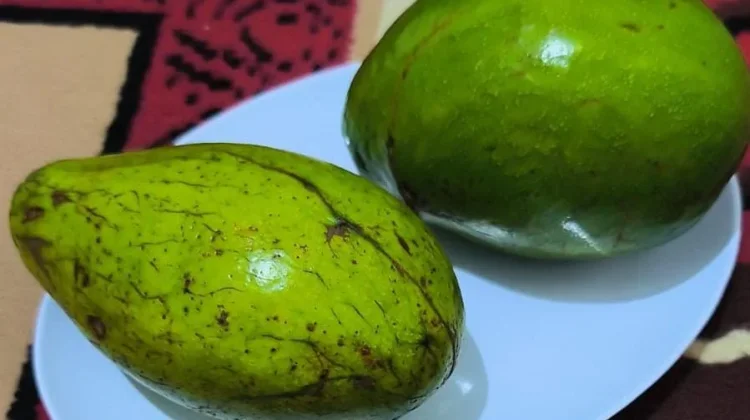 Rahasia Tersembunyi Buah Alpukat yang Jarang Orang Ketahui