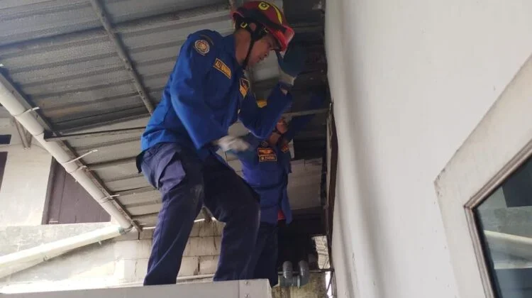 Damkar Parung Bogor Evakuasi Biawak dan Tokek dari Atas Plafon Rumah Warga