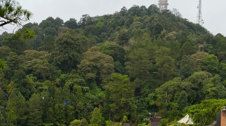 Akses Hutan Dibuka, Pemerataan Manfaat Masih Jadi Tantangan