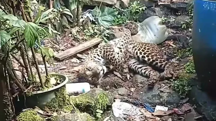 Warga Gunung Mas Megamendung Evakuasi Macan Tutul yang Turun Gunung