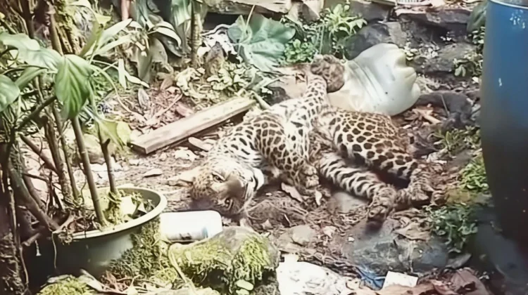 Kronologis Macan Tutul Terjerat di Tugu Selatan Puncak Bogor
