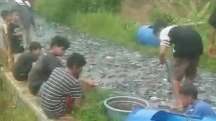 Ribuan Ikan Lele Tumpah Penuhi Jalan Cigorongsong di Kecamatan Rumpin